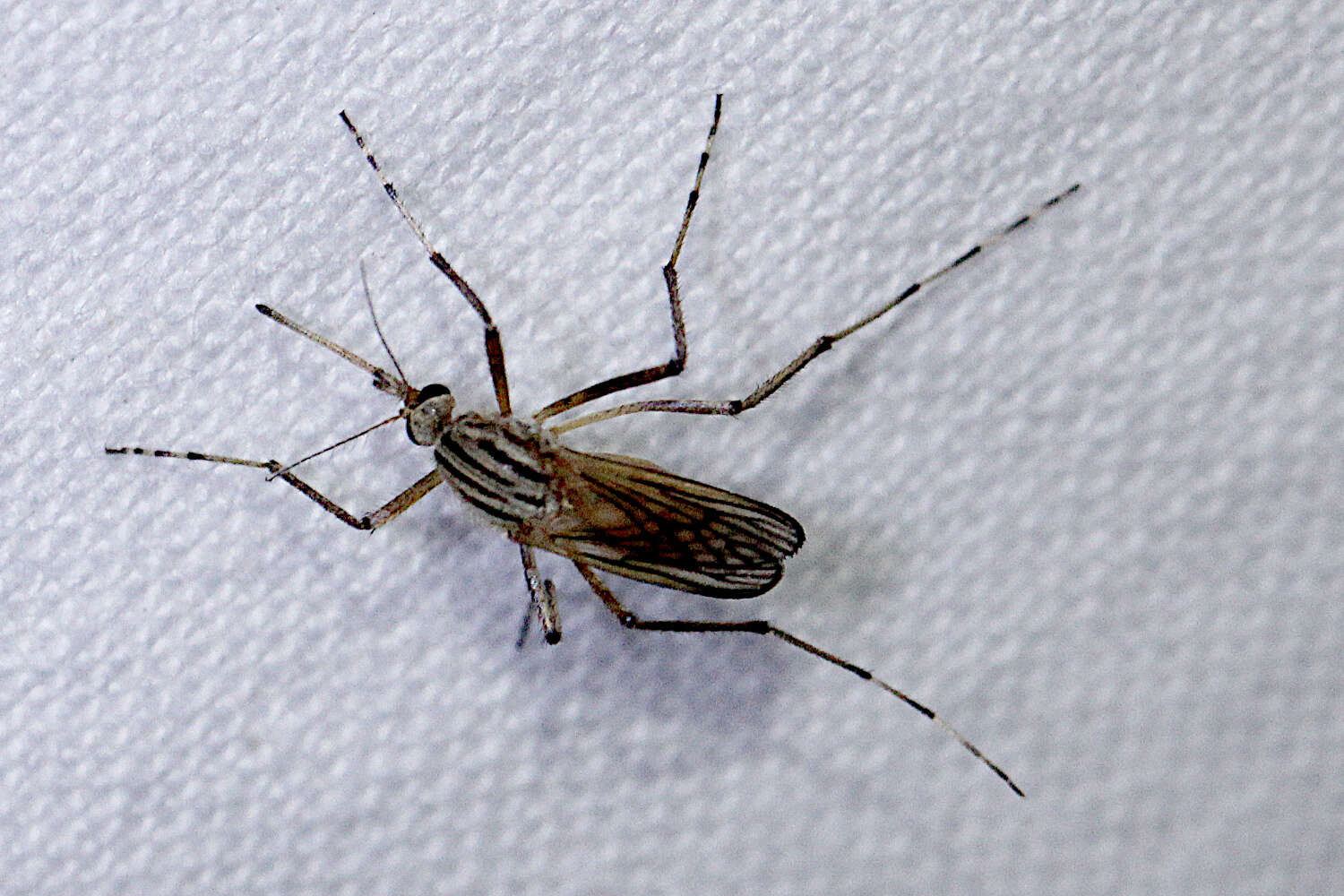 Imagem de Aedes vittiger (Skuse 1889)