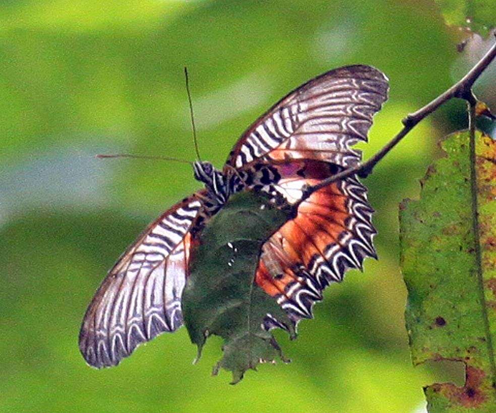 Cethosia myrina Felder & Felder 1865 resmi