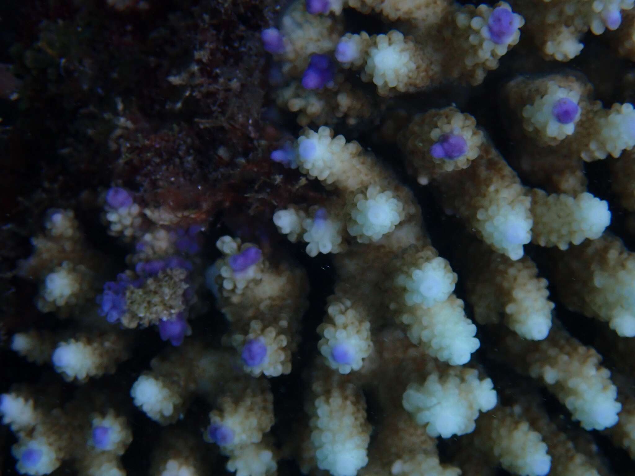 Sivun Acropora nasuta (Dana 1846) kuva