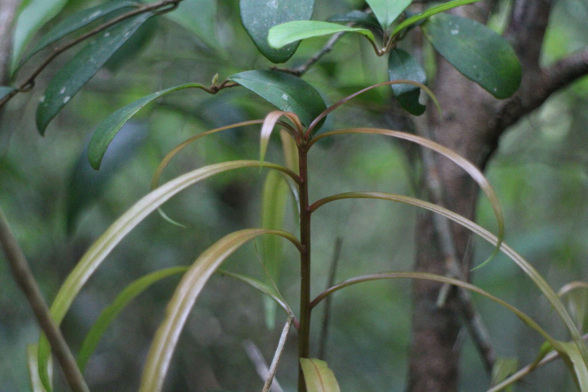 Sivun Podocarpus fasciculus de Laub. kuva