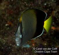 Image of African Butterflyfish