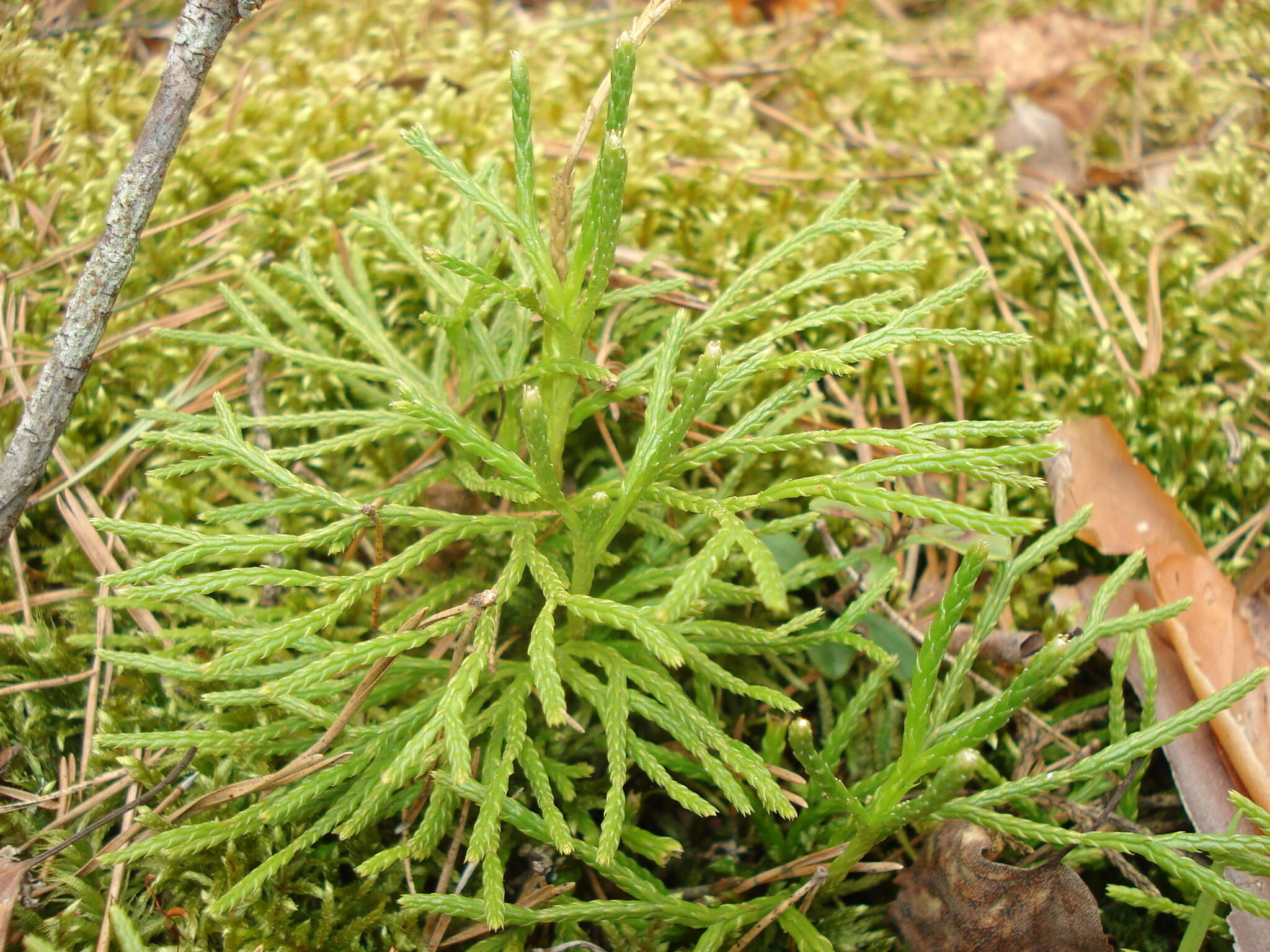 Imagem de Diphasiastrum zeilleri (Rouy) J. Holub