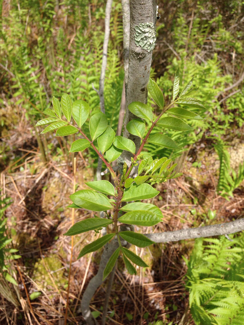 Toxicodendron vernix (L.) Kuntze resmi