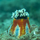 صورة Pseudocolochirus axiologus (H. L. Clark 1914)