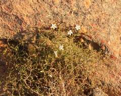 Image of Wahlenbergia decipiens A. DC.