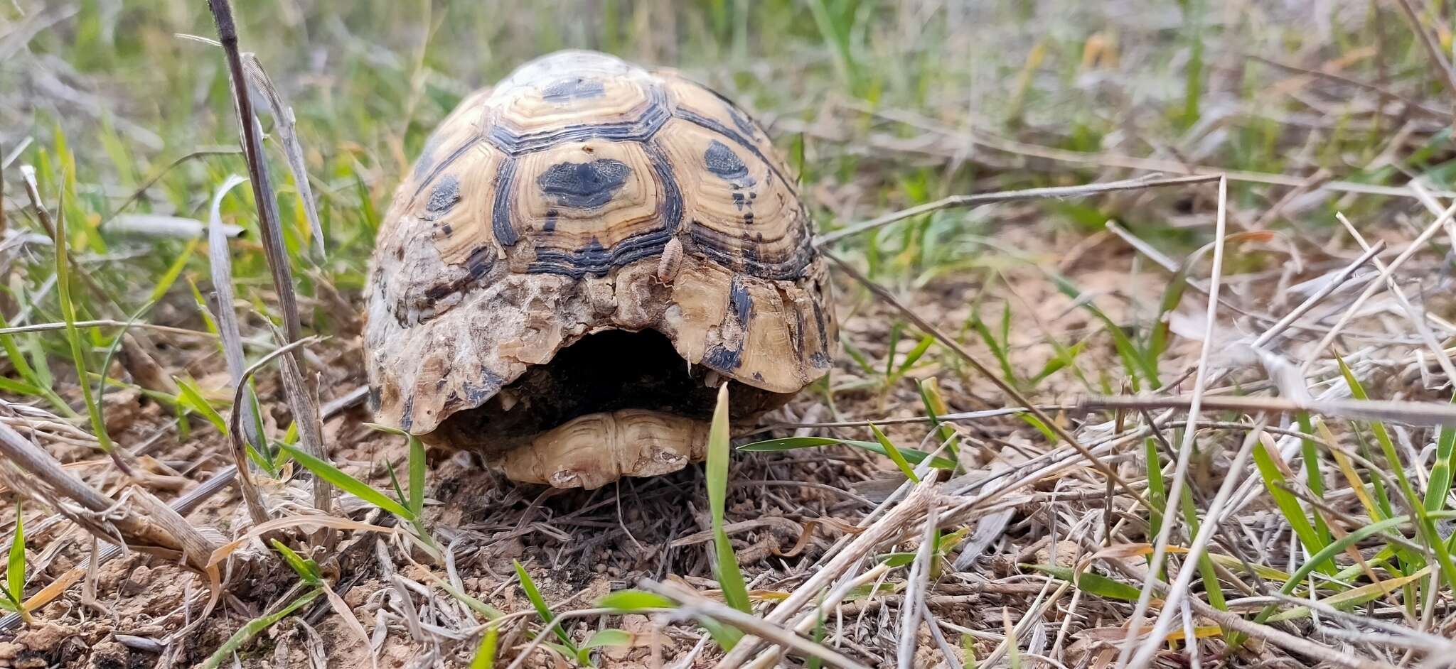 Image of Testudo graeca nabeulensis Highfield 1990