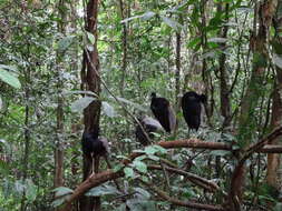 Image of Grey-winged Trumpeter