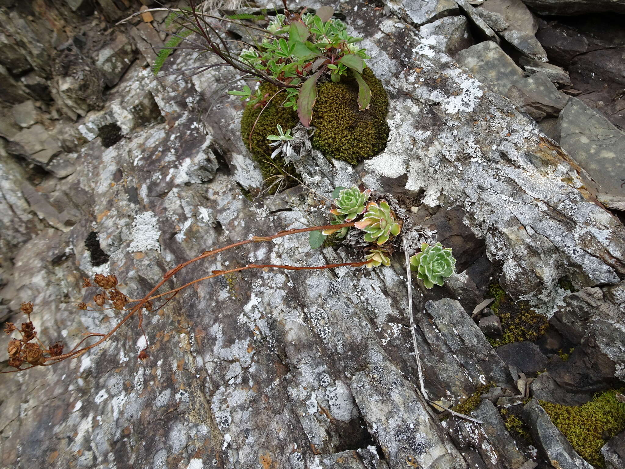 Image of White Mountain saxifrage