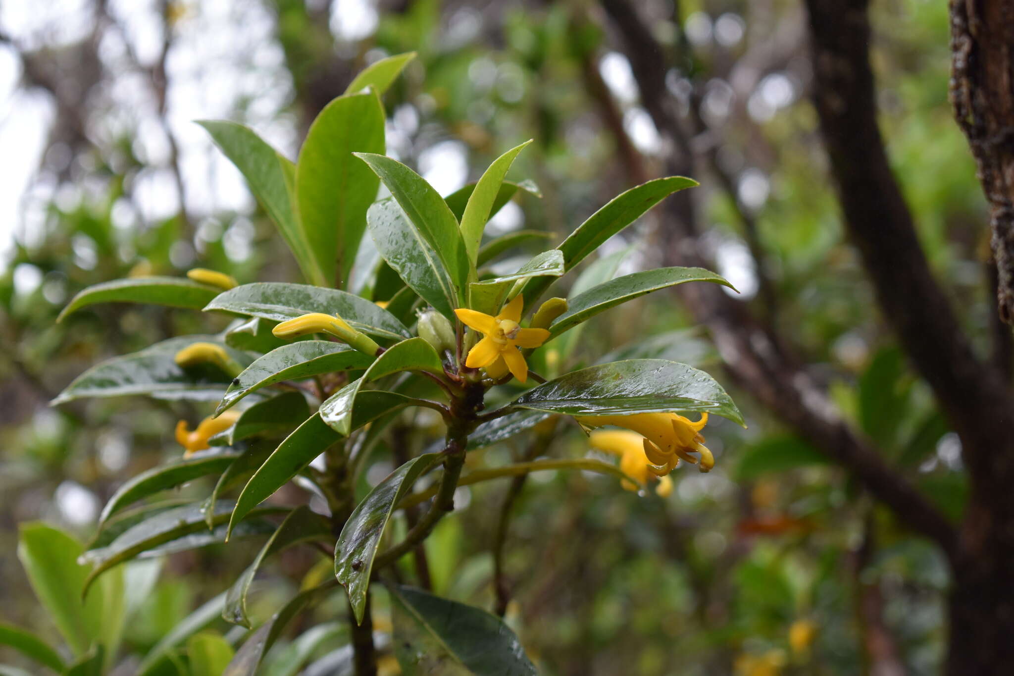 Image de Scaevola glabra Hook. & Arn.