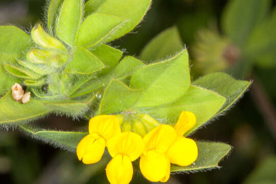 Image of Southern Bird's-foot-trefoil
