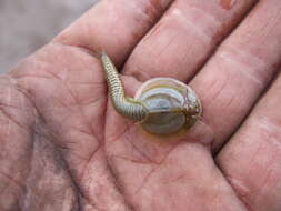 Sivun Triops australiensis (Spencer & Hall 1896) kuva