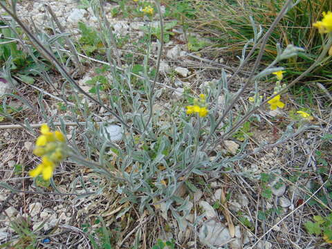 Image of Aurinia sinuata (L.) Griseb.