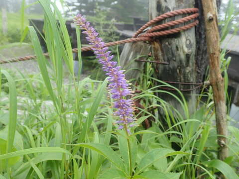 Image of Veronicastrum japonicum (Nakai) T. Yamazaki