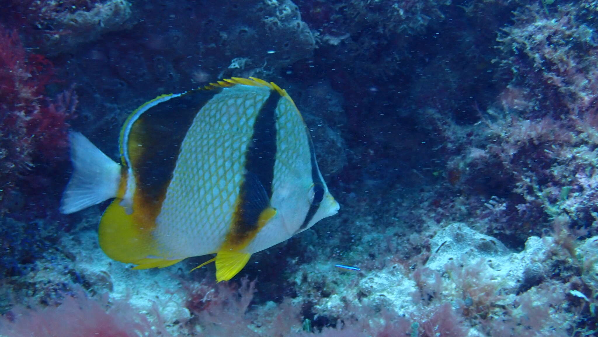 Image of Three-banded Butterflyfish