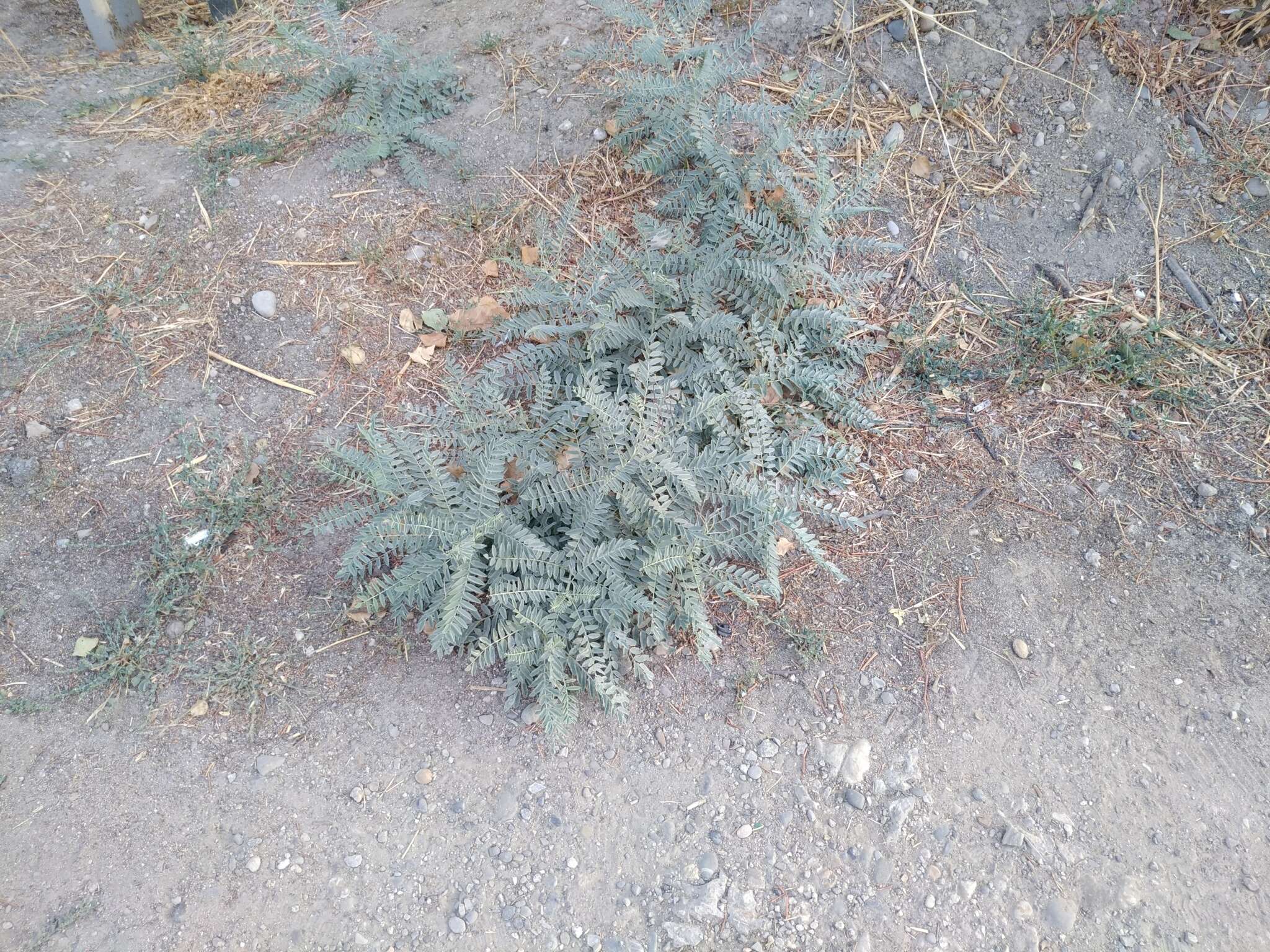 Слика од Sophora pachycarpa C. A. Mey.