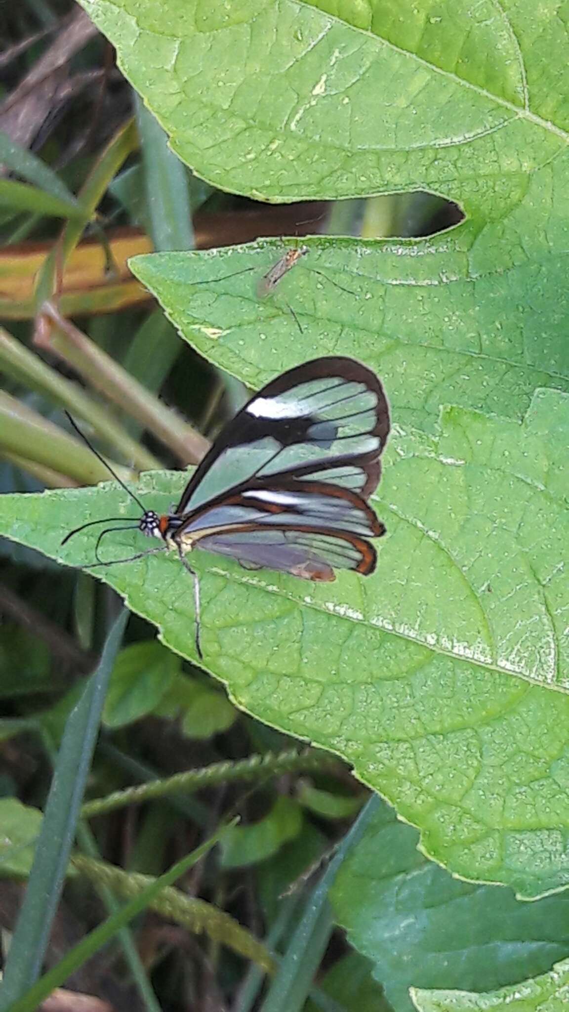 Image of Ithomia agnosia zikani d'Almeida 1940