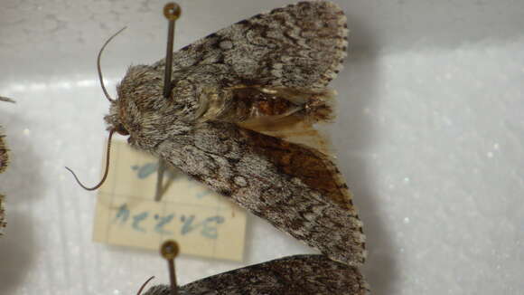 Image of sweet gale moth