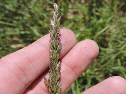 Image of White Fluff Grass