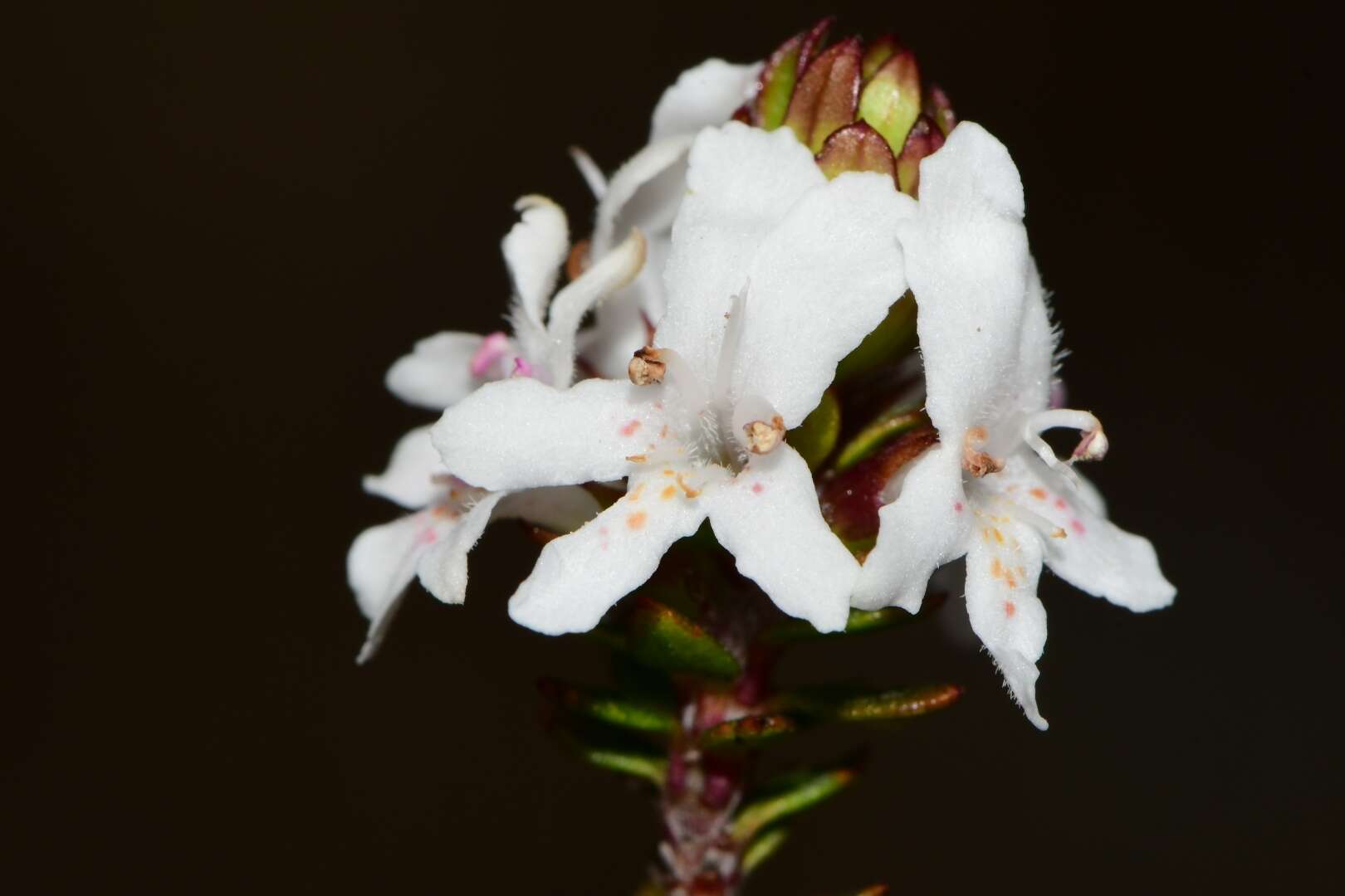 Image de Westringia rubiifolia R. Br.