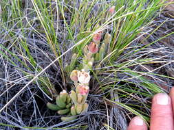 Image of Delosperma lootsbergense Lavis