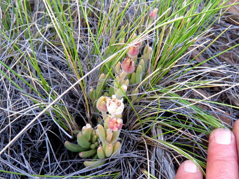 Image of Delosperma lootsbergense Lavis