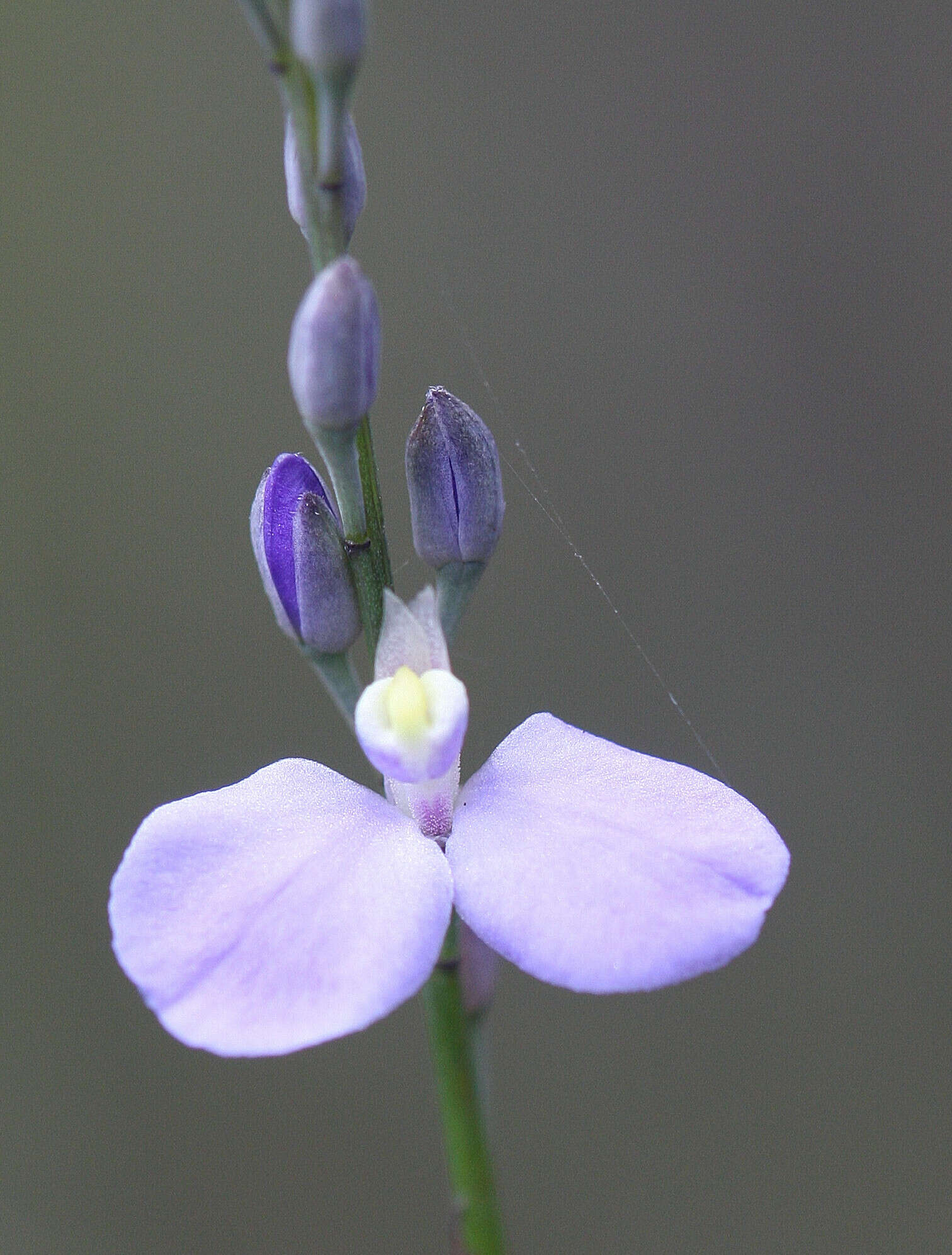 Sivun Comesperma defoliatum F. Müll. kuva