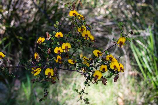 Image of Bossiaea cordigera Hook. fil.