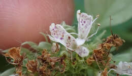 Image of hoary mountainmint