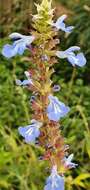 Imagem de Salvia uliginosa Benth.