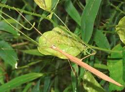 Image of Stick insect