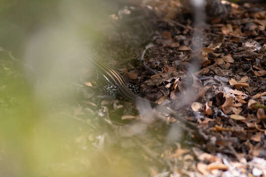 Image of Cerralvo Island Whiptail