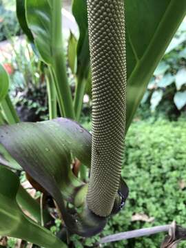 Image of Anthurium cubense Engl.