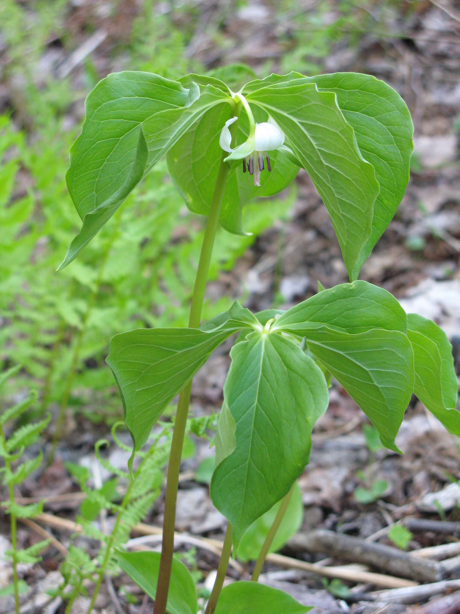 Imagem de Trillium cernuum L.