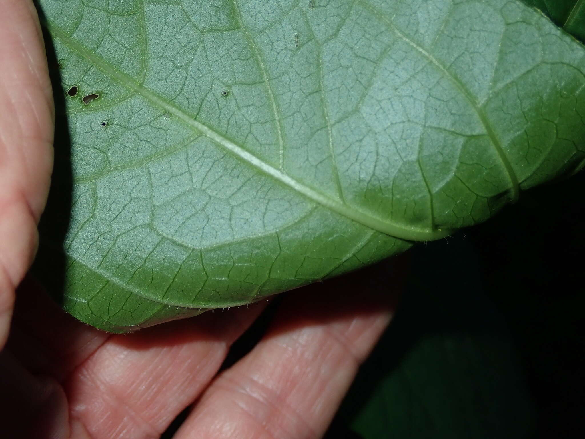 Image of Thunbergia natalensis Hook.