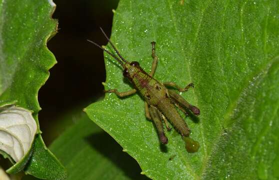 Image of Ommatolampis quadrimaculata Carbonell & Descamps 1978