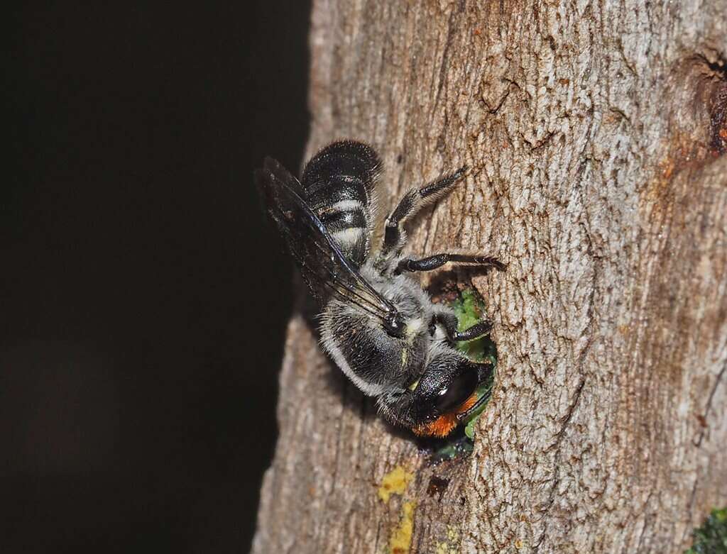 Imagem de Megachile erythropyga Smith 1853