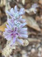 Ptilotus sessilifolius (Lindley) G. Benl的圖片