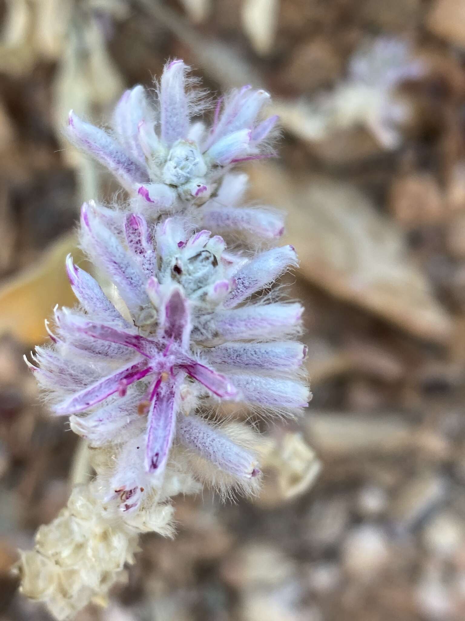 Ptilotus sessilifolius (Lindley) G. Benl的圖片