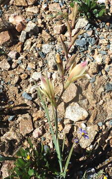 Image of Gladiolus scullyi Baker