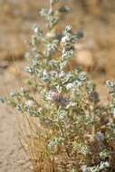 Image of bur-saltbush