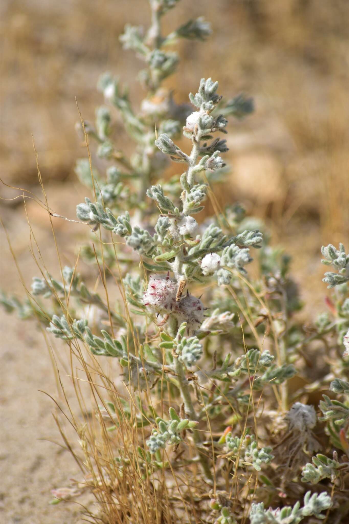 Слика од Dissocarpus paradoxus (R. Br.) Ulbr.