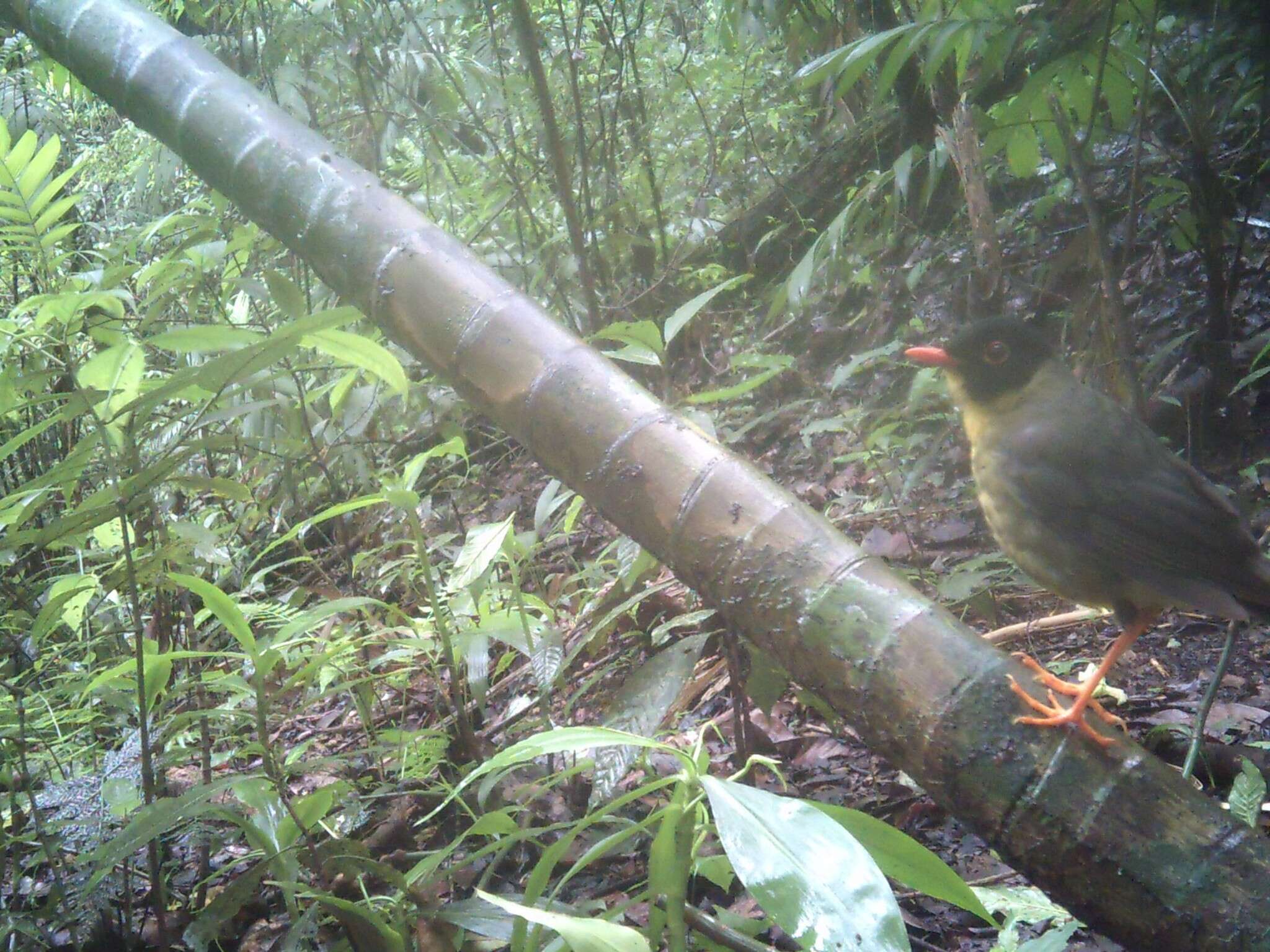 Image of Gould's Nightingale-Thrush