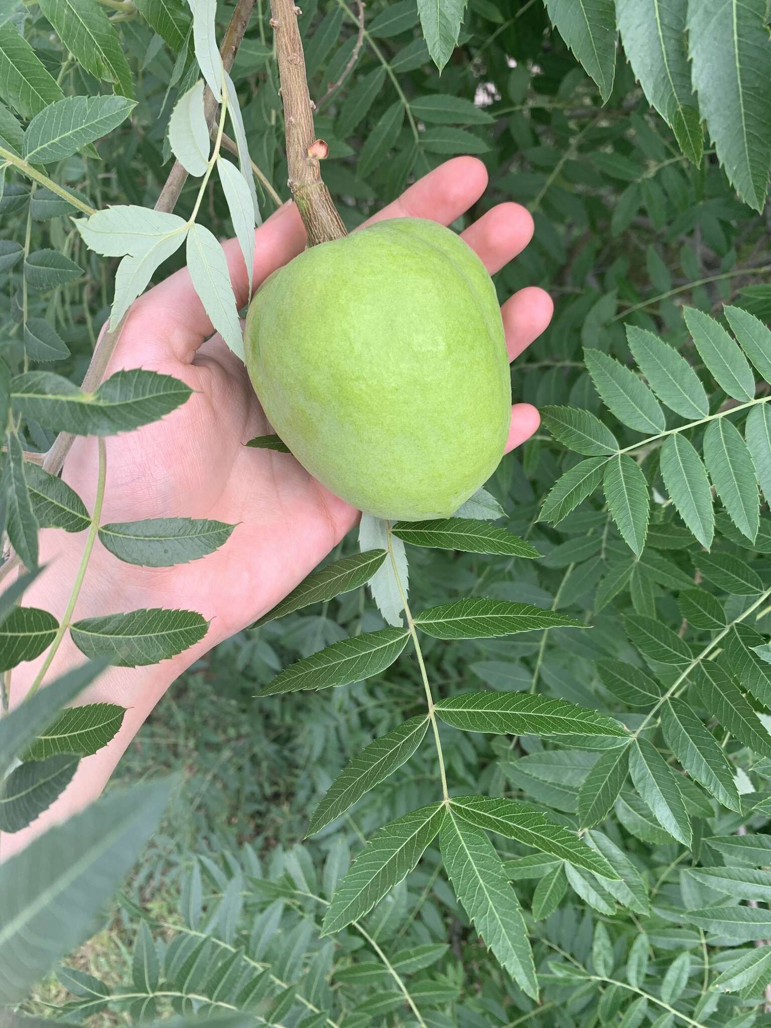 Image of Xanthoceras sorbifolia Bunge