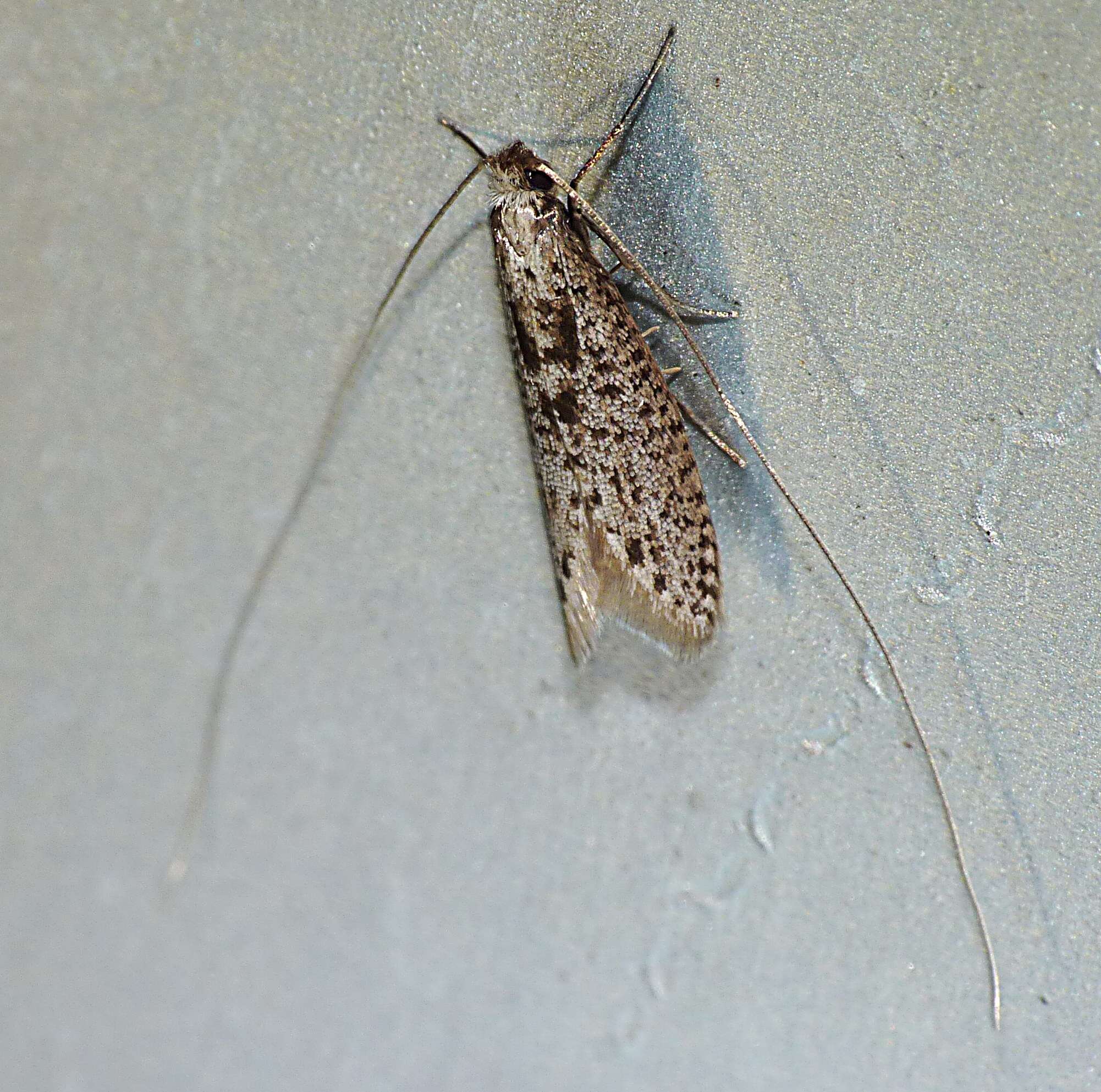 Image of Ceromitia leptosticta Turner 1900