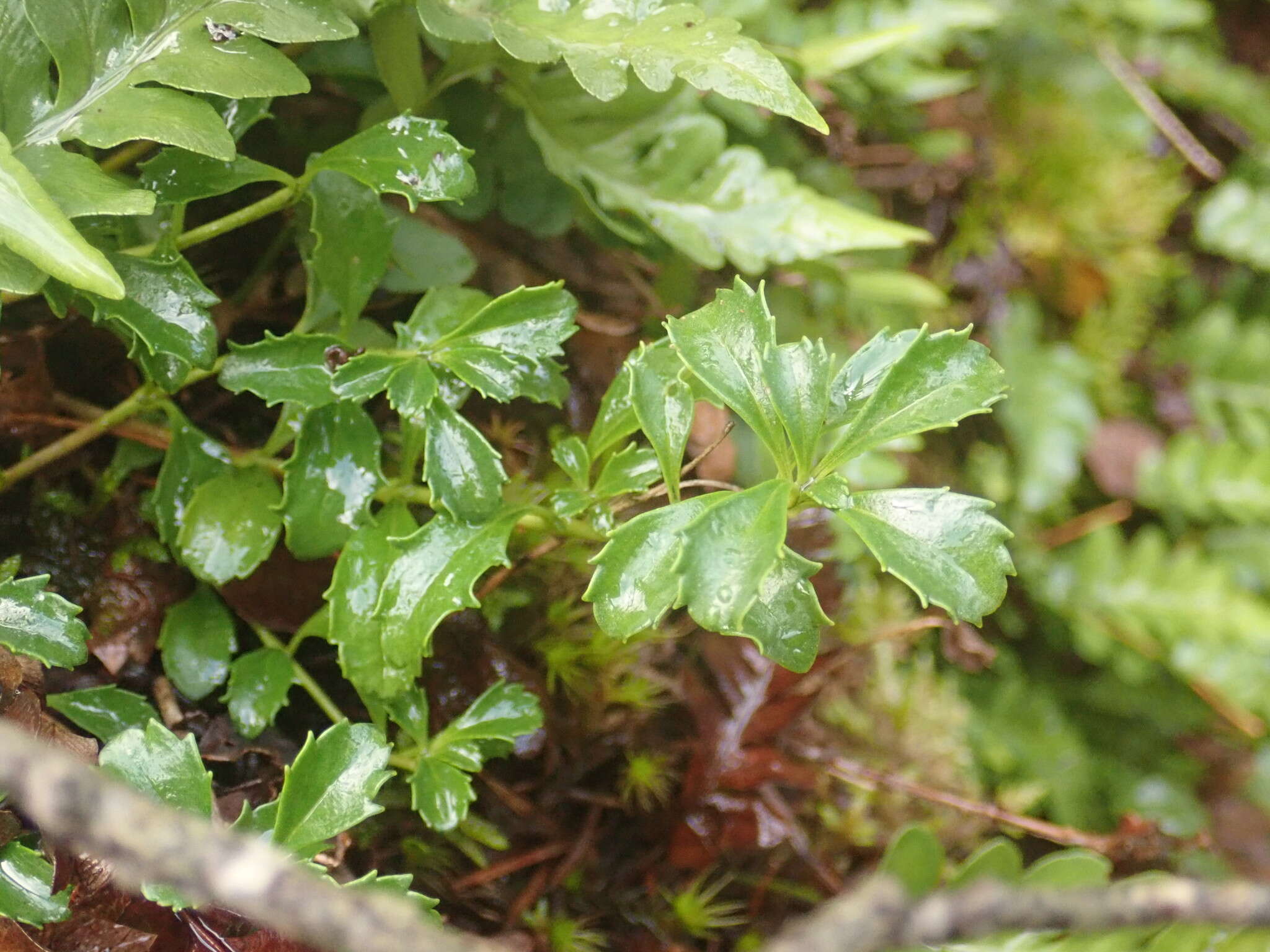 Image of Menzies' penstemon