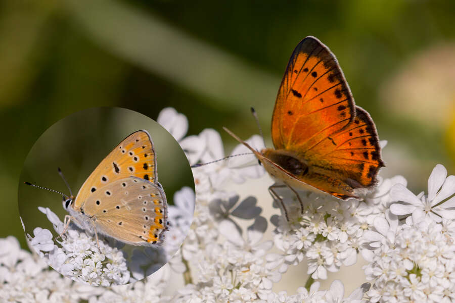 Image de Lycaena asabinus (Herrich-Schäffer (1851))