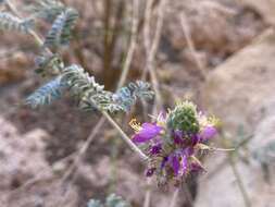 Plancia ëd Dalea bicolor var. orcuttiana Barneby