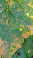 Image of Puccinia otagensis