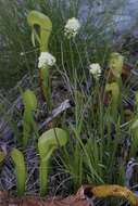 Image of western false asphodel