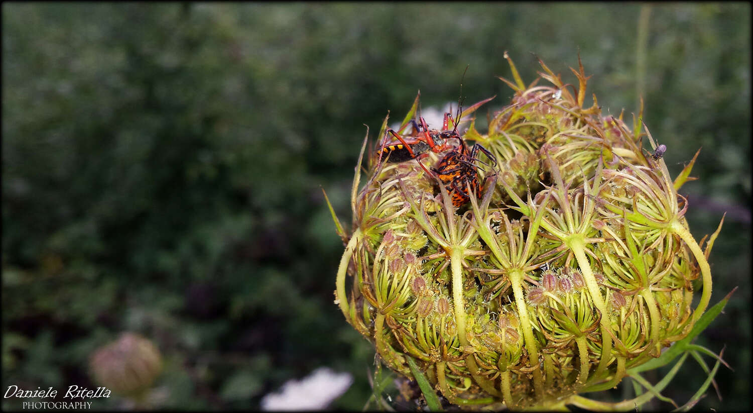 Plancia ëd Rhynocoris erythropus (Linnaeus 1767)